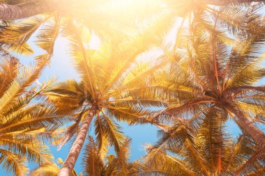 Günbatımında güneş ışığı olan tropik palmiye ağacı ve soyut bir arka plan bulutu. Yaz tatili ve doğa yolculuğu macera konsepti. Klasik ton filtre efekti renk biçimi.