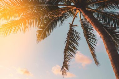 Günbatımında güneş ışığı olan tropik palmiye ağacı ve soyut bir arka plan bulutu. Yaz tatili ve doğa yolculuğu macera konsepti. Klasik ton filtre efekti renk biçimi.