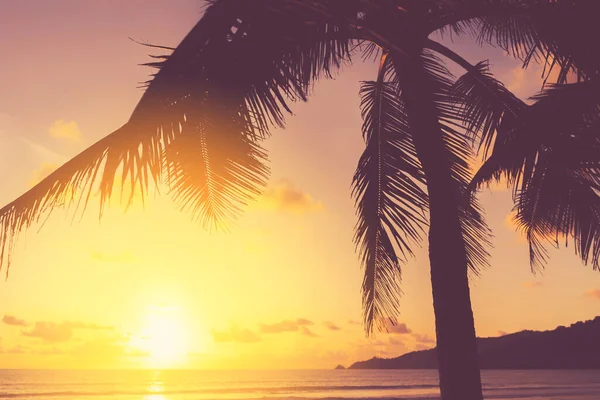 Palmier Tropical Avec Lumière Soleil Sur Ciel Couchant Fond Abstrait — Photo