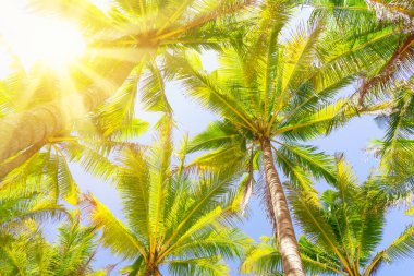 Günbatımında güneş ışığı olan tropik palmiye ağacı ve soyut bir arka plan bulutu. Yaz tatili ve doğa yolculuğu macera konsepti. Klasik ton filtre efekti renk biçimi.