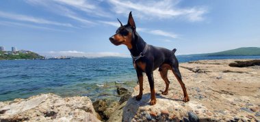Minyatür pinscher, köpek, Japon denizinin ve Vladivostok 'un arka planında en sevdiği hayvan.