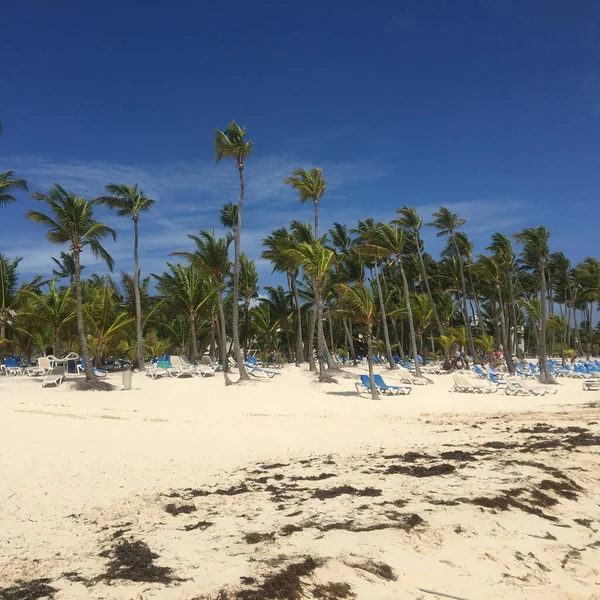 Den Alger Vit Sand Stranden Dominikanska Republiken Varje Sommar Efter — Stockfoto