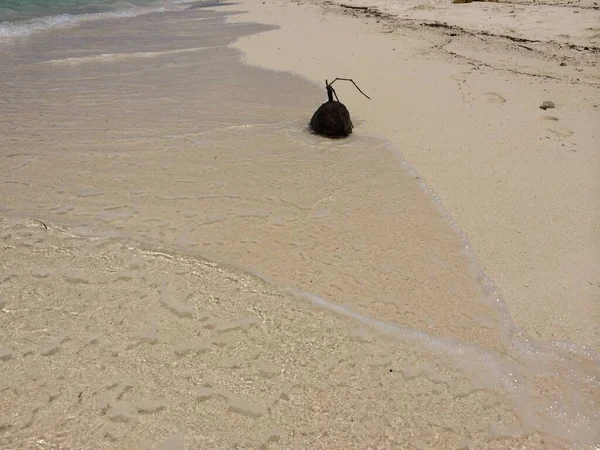 Eine Kokosnuss Weißen Sand Der Tropischen Insel Guam — Stockfoto