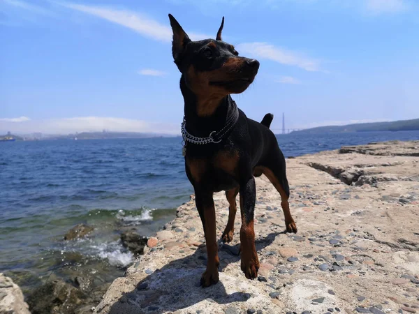 Minyatür pinscher, köpek, Japon deniz ve şehrinin arka planında en sevdiği hayvan Vladivostok.