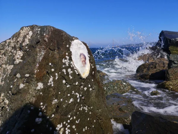 Spirituelles Gesicht Und Wenn Man Sich Nur Einer Muschel Auf — Stockfoto