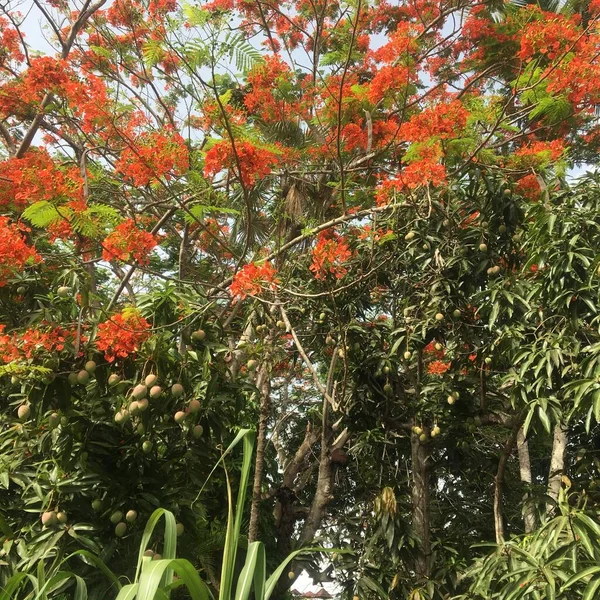 The flowers of Flame tree and mango tree with fruits on the tropical island of Saipan, Pacific Ocean