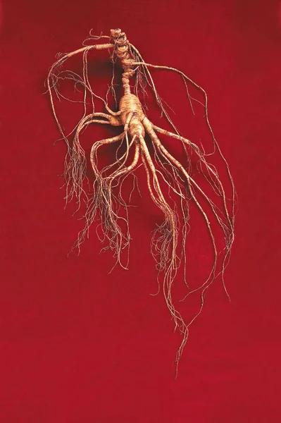 Dry Ginseng Roots Red Satin Cloth — 스톡 사진