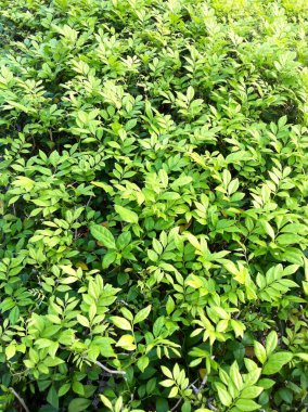 Doğal yeşil yapraklar şablon arka planı