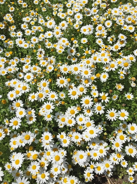 Yeşil Çayır Üzerinde Daisy Çiçeği — Stok fotoğraf