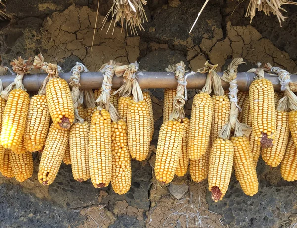 Bir sürü mısır koçanı kurumak için dışarı asılır.