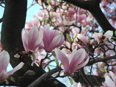 Güzel bir çay tabağı. Lily Magnolia Çiçeği. Baharda Japon manolyası çiçek açar. Makro ayrıntıları açık mavi gökyüzü arkaplanıyla kapatın.