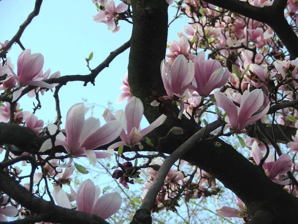 Hermoso Platillo Lily Magnolia Flores Florecen Sobre Denso Árbol Ramas — Foto de Stock