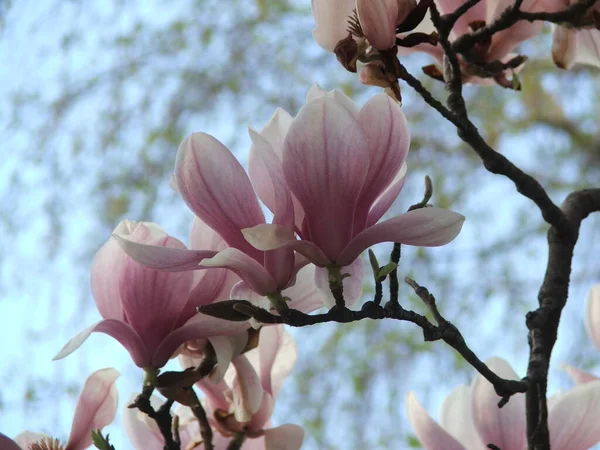 Beautiful Saucer Light Lily Magnolia Flower Blossom Spring Chinese Japanese — Stock Photo, Image