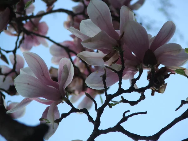 Piękny Spodek Lily Magnolia Kwiaty Kwitną Gęstych Gałęziach Drzew Tle — Zdjęcie stockowe