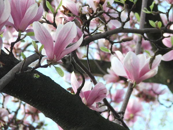 Beautiful Saucer Lily Magnolia Flowers Bloom Dense Tree Branches Blue — Stock Photo, Image