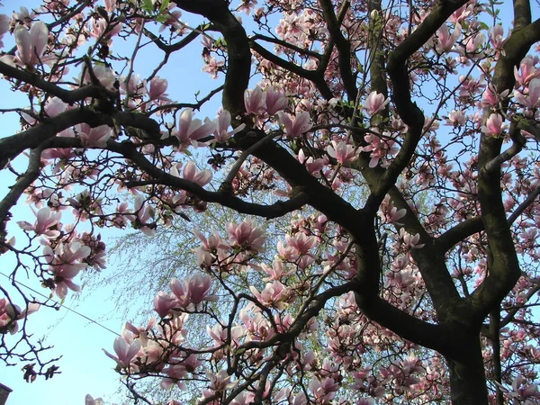 Beautiful Saucer Lily Magnolia Flowers Bloom Dense Tree Branches Blue — Stock Photo, Image