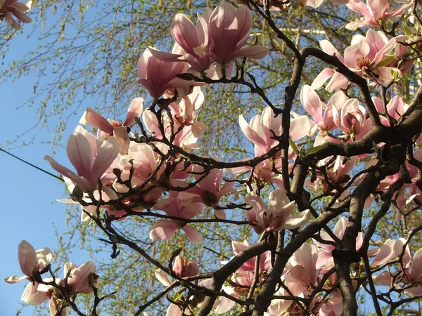 Beautiful Saucer Lily Magnolia Flowers Bloom Dense Tree Branches Blue — Stock Photo, Image