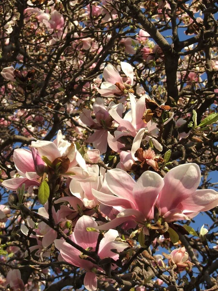 Hermoso Platillo Lily Magnolias Flor Florecen Árbol Denso Ramas Primavera — Foto de Stock