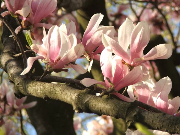 Beautiful Saucer Light Lily Magnolia Flowers Bloom Dense Tree Branches — Stock Photo, Image