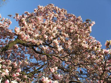 Güzel çay tabağı zambağı açık pembe manolya çiçekleri ağaç dalları ve mavi gökyüzü arka planında çiçek açar. Baharda Japon manolyaları çiçek açmış.