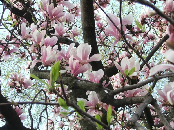 Beautiful Saucer Lily Magnolias Flower Bloom Dense Tree Branches Spring — Stock Photo, Image