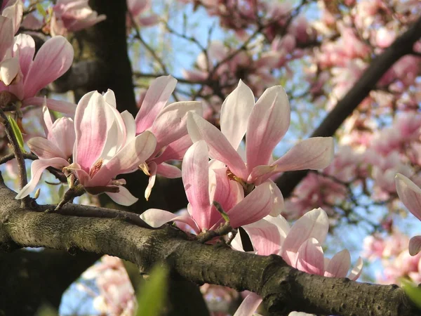 Beautiful Saucer Lily Magnolias Flower Bloom Dense Tree Branches Spring — Stock Photo, Image