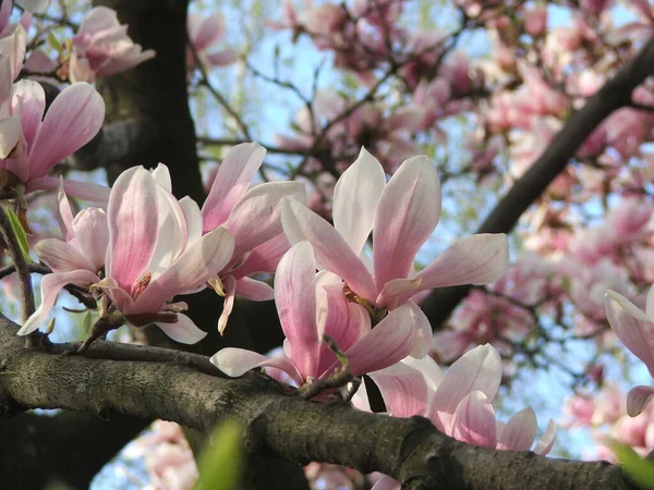 Beautiful Saucer Lily Magnolias Flower Bloom Dense Tree Branches Spring — Stock Photo, Image
