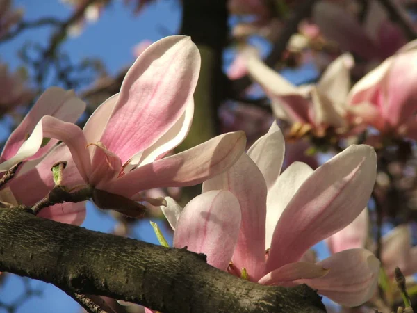 Beautiful Saucer Lily Magnolia Flowers Bloom Tree Branches Blue Sky — Stock Photo, Image