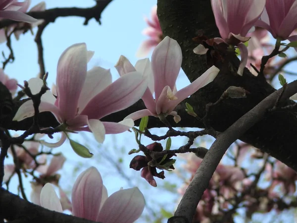 Beautiful Saucer Lily Magnolia Flowers Bloom Tree Branches Blue Sky — Stock Photo, Image