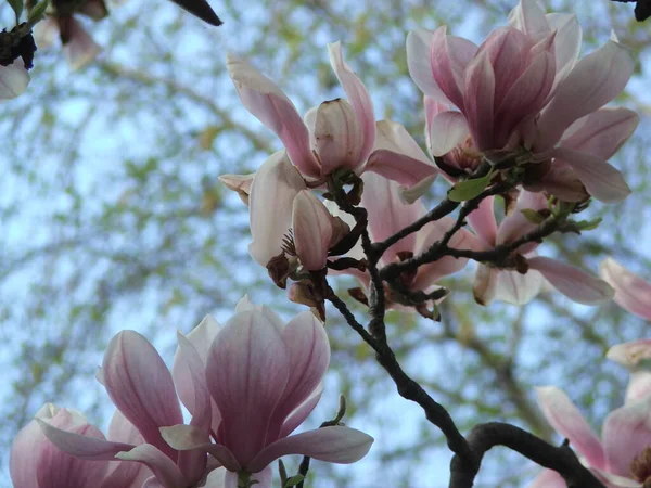 Beautiful Saucer Lily Magnolia Flowers Bloom Tree Branches Blue Sky — Stock Photo, Image