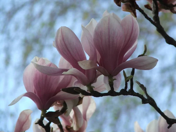 Belo Pires Lily Magnolia Flores Florescer Ramos Árvore Com Fundo — Fotografia de Stock
