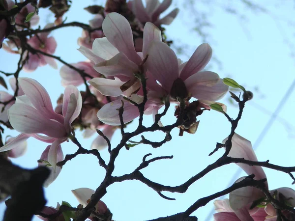 Beautiful Saucer Lily Magnolia Flowers Bloom Dense Tree Branches Blue — Stock Photo, Image