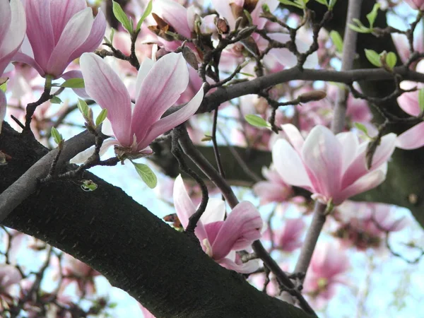 Belo Pires Lily Magnolia Flores Florescem Denso Ramos Árvore Fundo — Fotografia de Stock