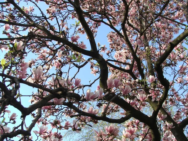 Beautiful Saucer Lily Magnolia Flowers Bloom Dense Tree Branches Blue — Stock Photo, Image