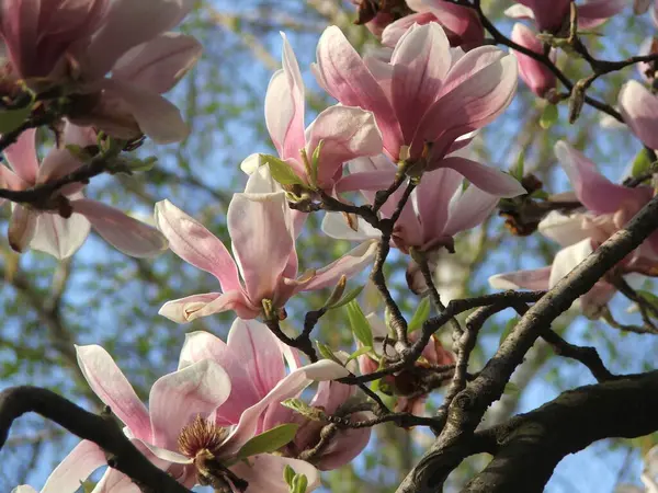 Beautiful Saucer Lily Magnolia Flowers Bloom Dense Tree Branches Blue — Stock Photo, Image