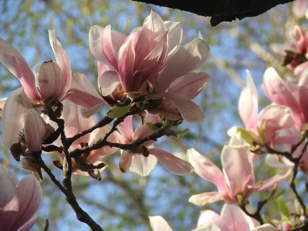 Piękny Spodek Lily Magnolia Kwiaty Kwitną Gęstych Gałęziach Drzew Tle — Zdjęcie stockowe