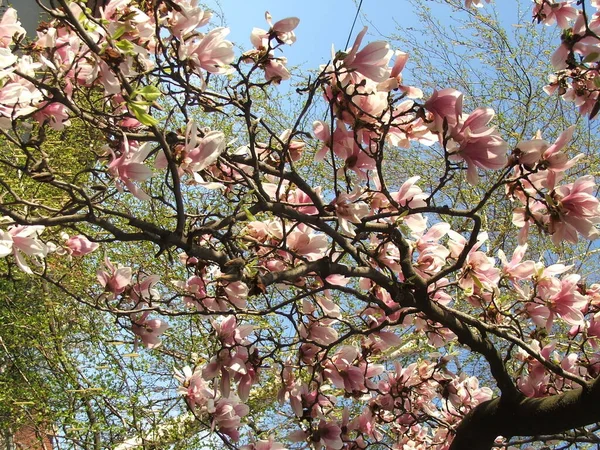 Beautiful Saucer Lily Magnolia Flowers Bloom Dense Tree Branches Blue — Stock Photo, Image