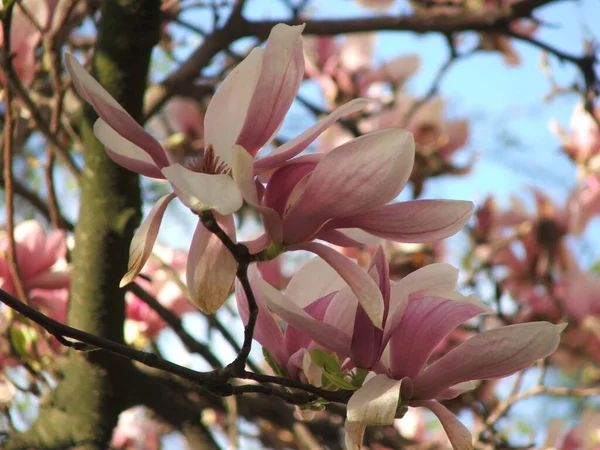 Beautiful Saucer Lily Magnolia Flowers Bloom Dense Tree Branches Blue — Stock Photo, Image