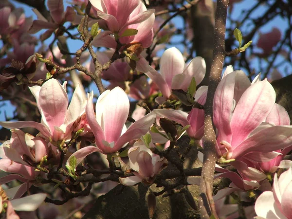 Beautiful Saucer Lily Light Pink Magnolia Flowers Bloom Tree Branches — Stock Photo, Image