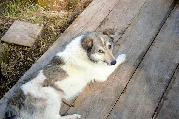 Werd Betrapt Toen Beet Hond Rustend Stoep — Stockfoto