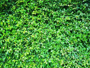 Yeşil yaprakları arka plan, güzellik yaratıcı ev duvar