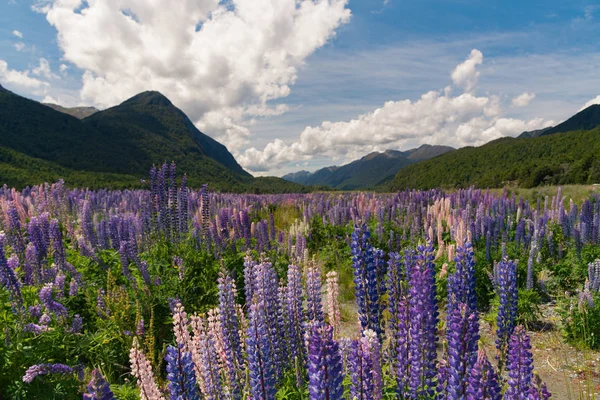 Purple colour full bloom lupine with mountain background, New Zealand natural landscape background
