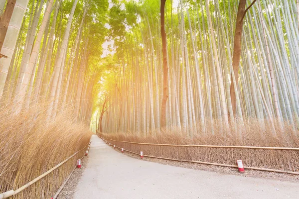 Floresta Bambu Com Caminho Arashiyama Kyoto Japão Paisagem Natural Fundo — Fotografia de Stock