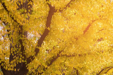Sarı ginko ağacı sonbahar mevsiminde, doğal peyzaj arka plan bırakır.