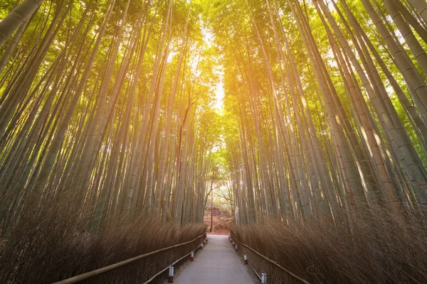 道を歩いて竹林京都日本 自然景観の背景 — ストック写真