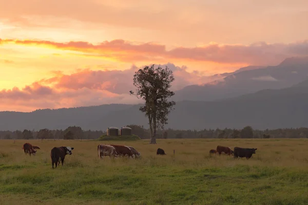 Vaca Agrícola Sobre Vidro Verde Com Fundo Céu Por Sol — Fotografia de Stock