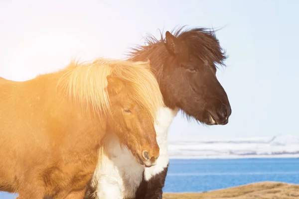 Исландский Коричневый Конь Крупным Планом Сельскохозяйственное Животное — стоковое фото