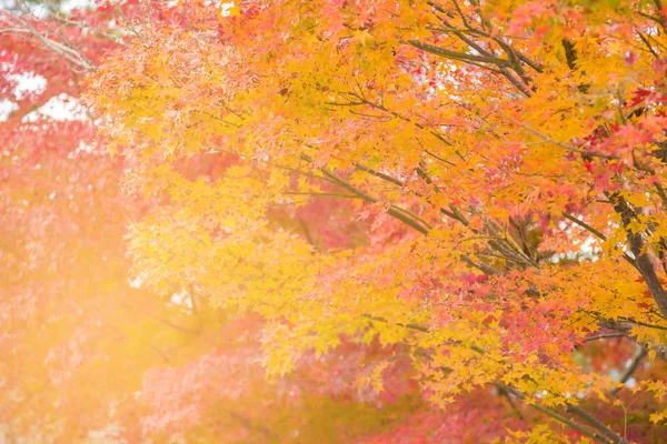Ahornbaum Herbst Jahreszeit Mehrfarbig Natürliche Landschaft Hintergrund — Stockfoto