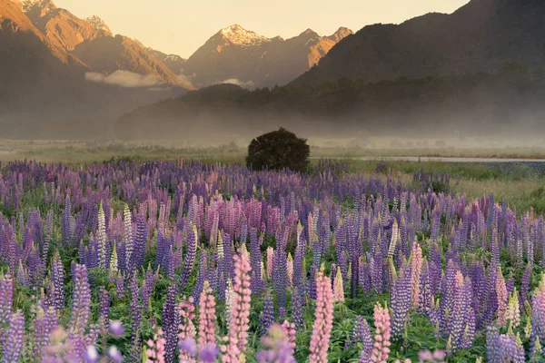 Lila Lupine Blomma Med Utsikt Över Bergen Bakgrund Morgon Nya Royaltyfria Stockbilder