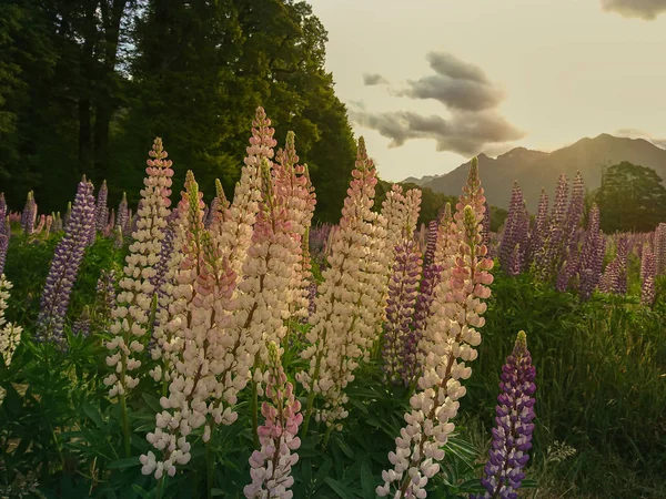 美しいルピナスの花畑 ニュージーランドの夏の自然風景 — ストック写真